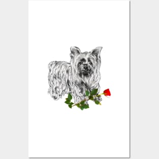 Valentines Yorkshire Terrier With Rose Posters and Art